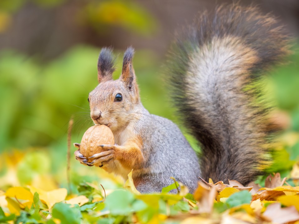 AdobeStock_641059172-960x720